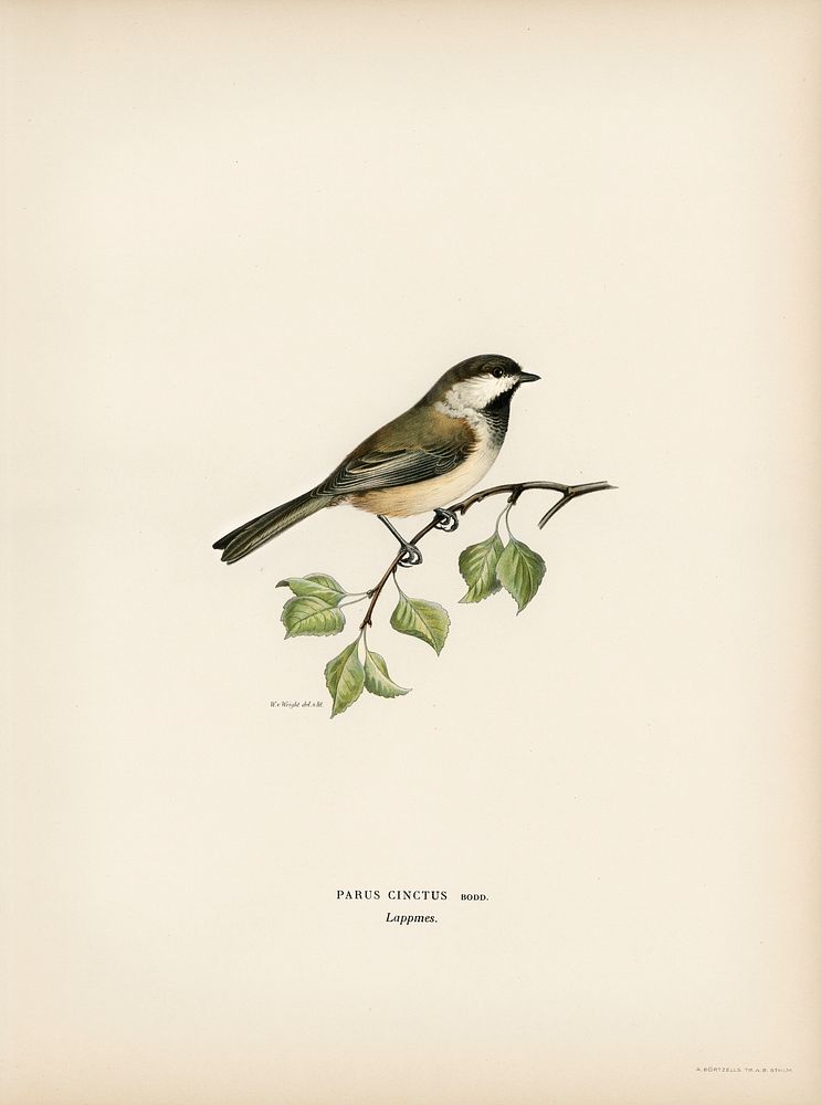 Lappmes (Parus cinctus) illustrated by the von Wright brothers. Digitally enhanced from our own 1929 folio version of…