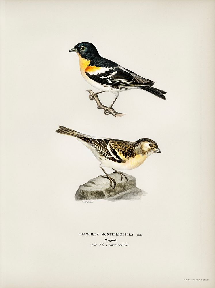 Brambling (Fringilla Montifringilla) illustrated by the von Wright brothers. Digitally enhanced from our own 1929 folio…