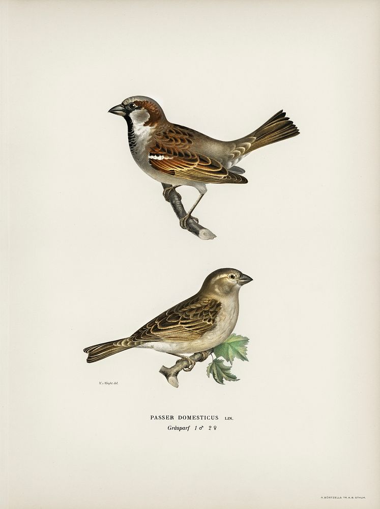 Common chiffchaff (Phylloscopus collybita) and House Sparrow female (Passer domesticus) illustrated by the von Wright…