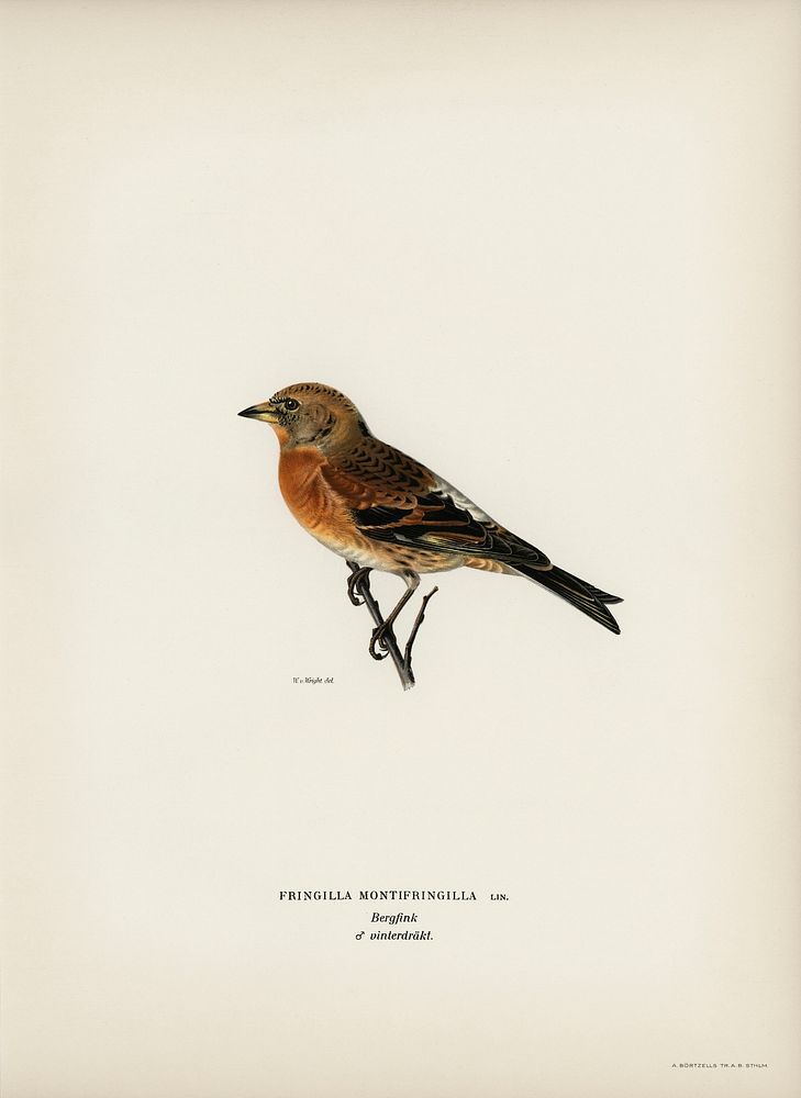 Brambling (Fringilla montifringilla) illustrated by the von Wright brothers. Digitally enhanced from our own 1929 folio…