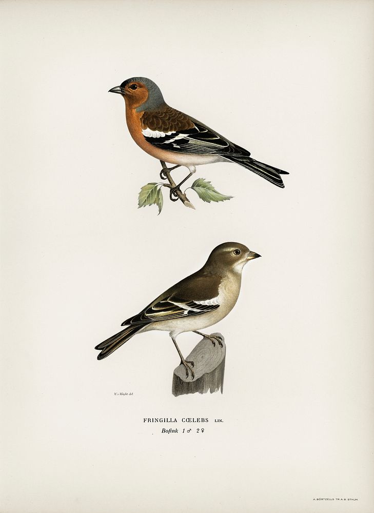 Chaffinch male (Fringilla coelebs) illustrated by the von Wright brothers. Digitally enhanced from our own 1929 folio…