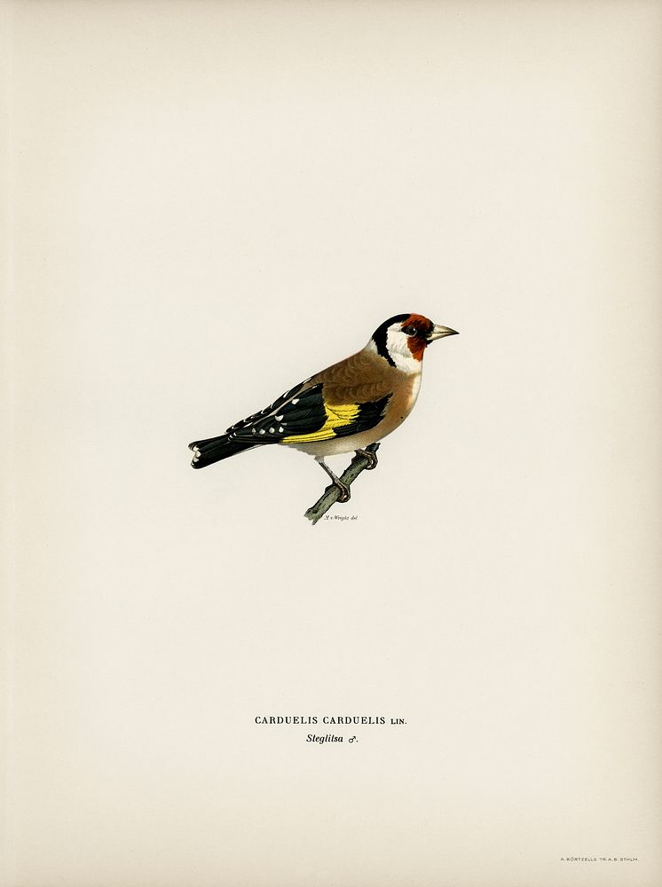 European Goldfinch (Carduelis carduelis) illustrated by the von Wright brothers. Digitally enhanced from our own 1929 folio…