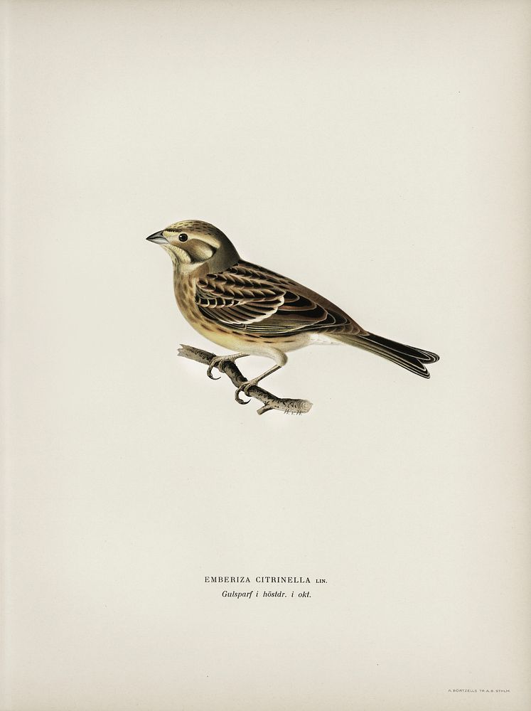 Yellowhammer (Emberiza citrinella) illustrated by the von Wright brothers. Digitally enhanced from our own 1929 folio…