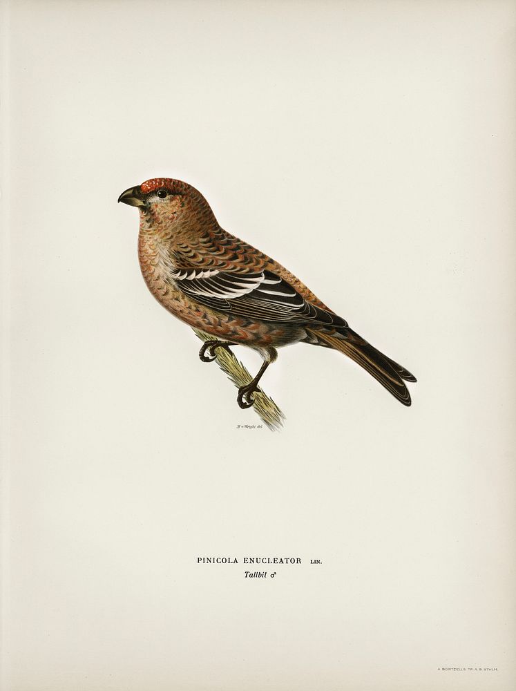 Pine Grosbeak male (Pinicola enucleator) illustrated by the von Wright brothers. Digitally enhanced from our own 1929 folio…