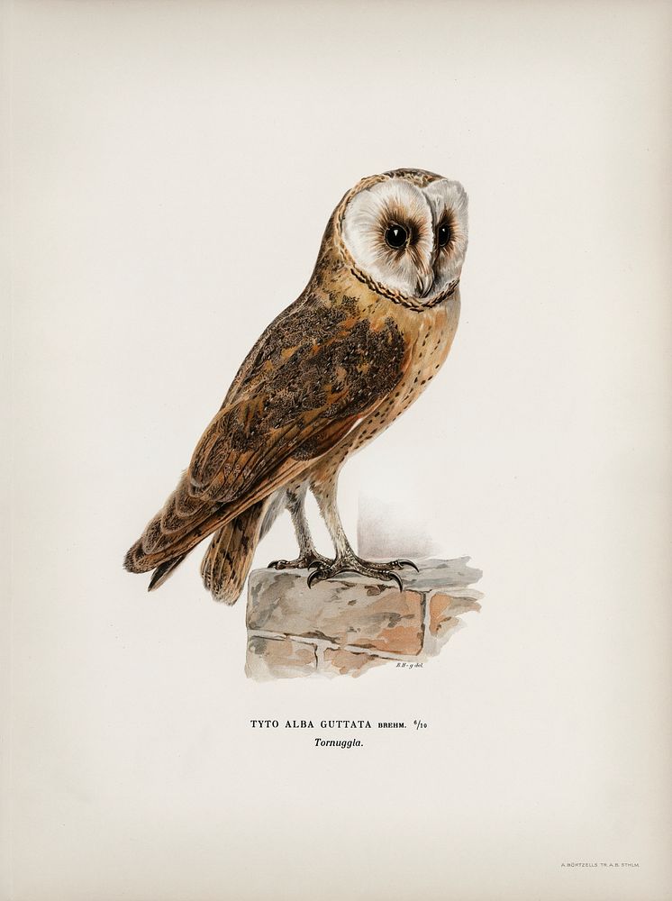 Tyto alba guttata owl illustrated by the von Wright brothers. Digitally enhanced from our own 1929 folio version of Svenska…