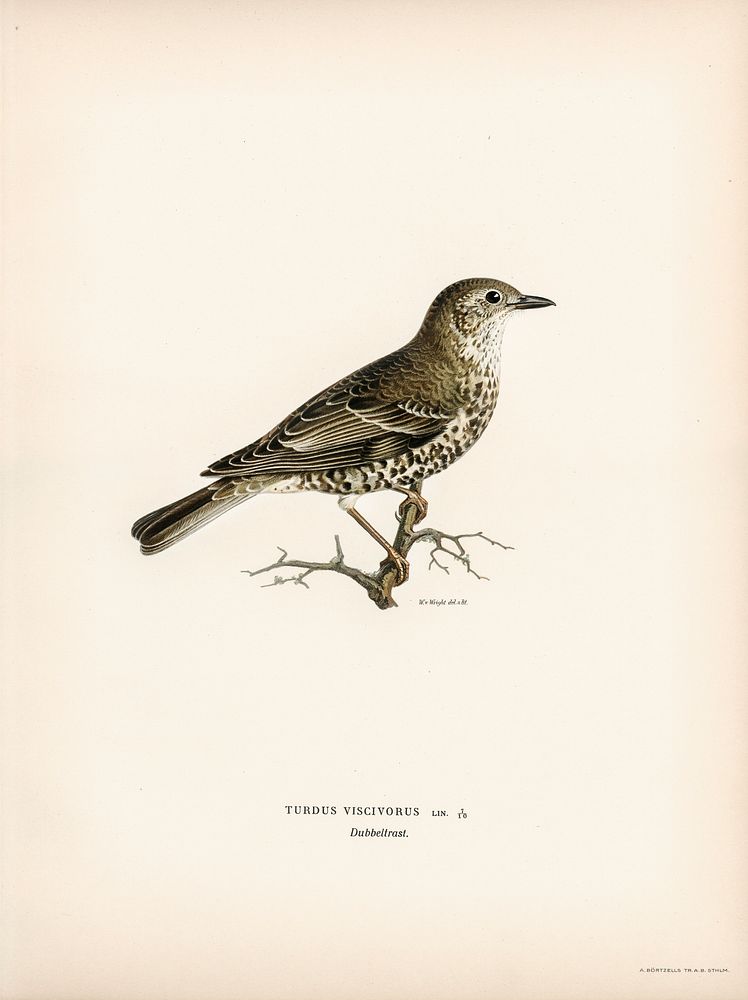 Turdus viscivorus illustrated by the von Wright brothers. Digitally enhanced from our own 1929 folio version of Svenska…