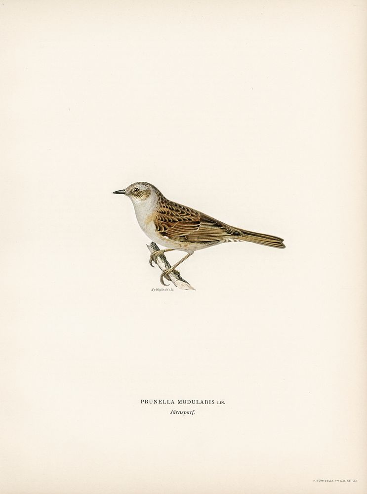 Prunella modularis illustrated by the von Wright brothers. Digitally enhanced from our own 1929 folio version of Svenska…