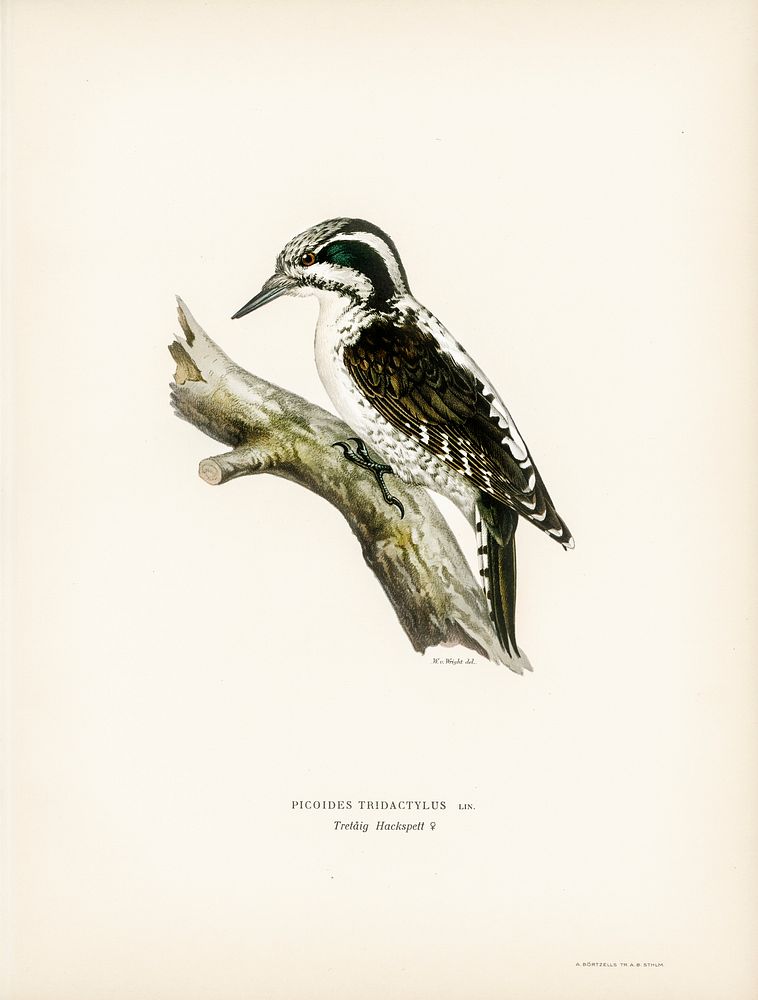 Three-toed woodpecker (Picoides Tridactylus) illustrated by the von Wright brothers. Digitally enhanced from our own 1929…