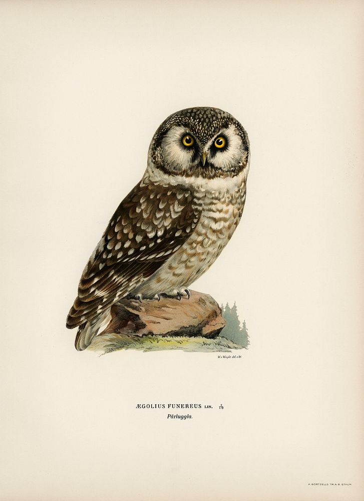 Boreal Owl, Tengmalm's Owl (Aegolius funereus) illustrated by the von Wright brothers. Digitally enhanced from our own 1929…