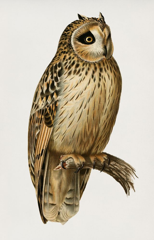 Short-eared Owl (Asio flammeus) illustrated by the von Wright brothers. Digitally enhanced from our own 1929 folio version…