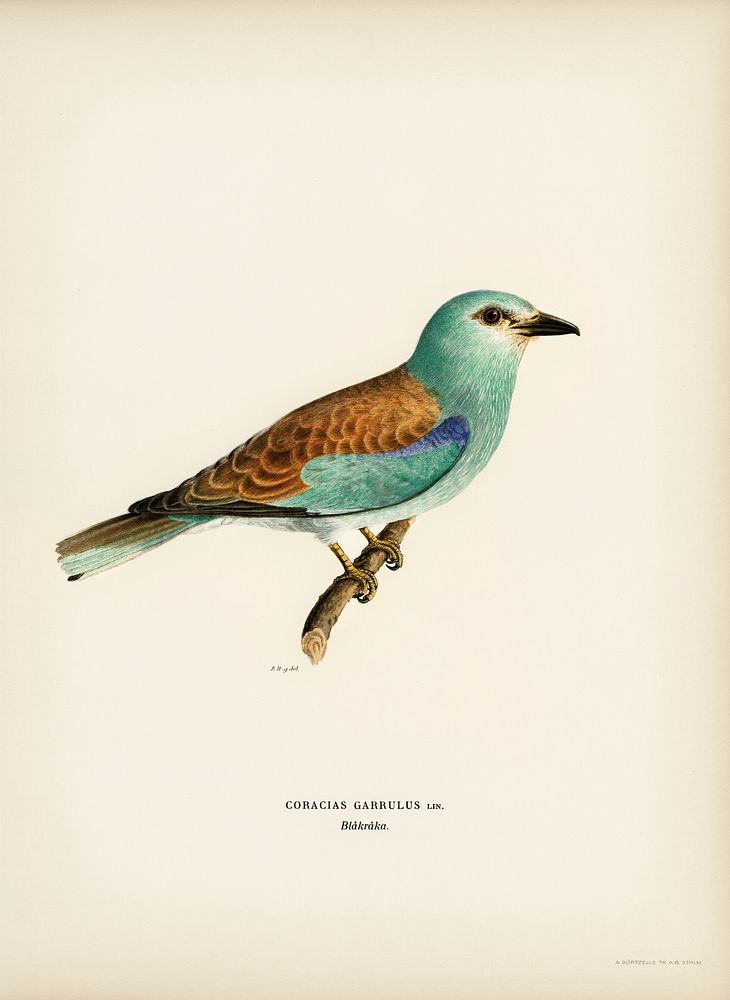 European roller (CORACIAS GARRULUS) illustrated by the von Wright brothers. Digitally enhanced from our own 1929 folio…
