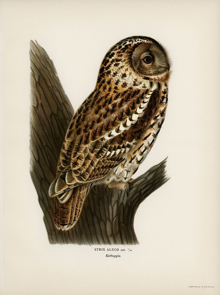 Strix aluco (Tawny owl) illustrated by the von Wright brothers. Digitally enhanced from our own 1929 folio version of…