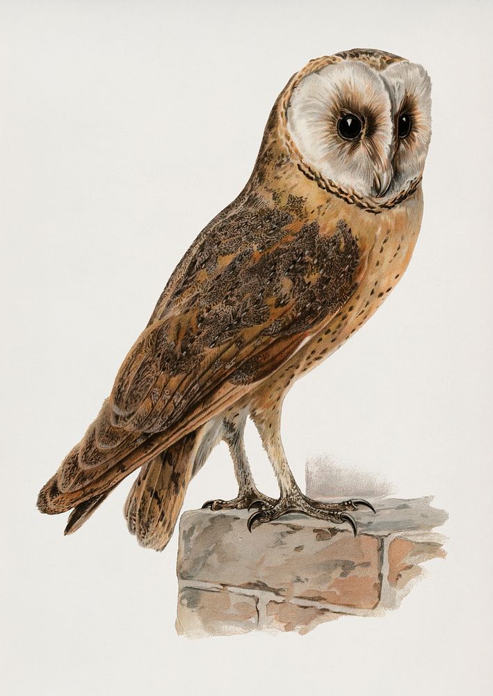 Tyto alba guttata owl illustrated by the von Wright brothers. Digitally enhanced from our own 1929 folio version of Svenska…