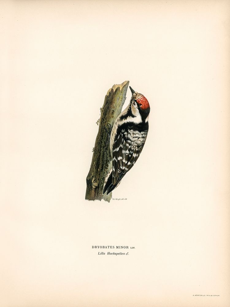 Lesser spotted woodpecker (Dryobates minor) illustrated by the von Wright brothers. Digitally enhanced from our own 1929…