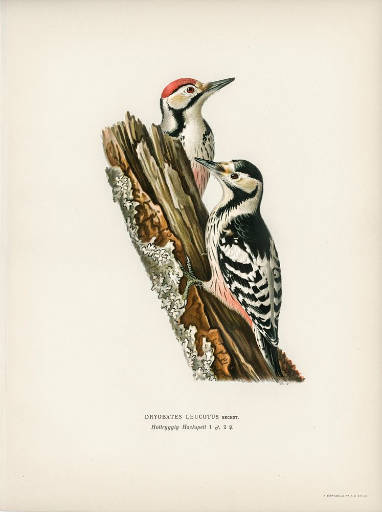 White-backed woodpecker 1♀ , 2♂ (Dryobates leucotus) illustrated by the von Wright brothers. Digitally enhanced from our own…