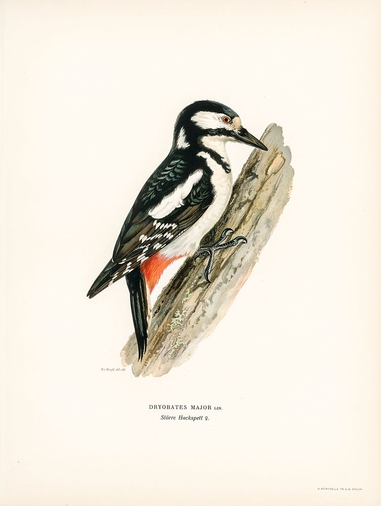 Great spotted woodpecker-female ♀ (Dryobates major) illustrated by the von Wright brothers. Digitally enhanced from our own…