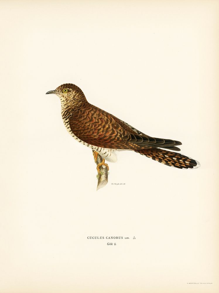 Common cuckoo-female ♀ (Cuculus canorus) illustrated by the von Wright brothers. Digitally enhanced from our own 1929 folio…