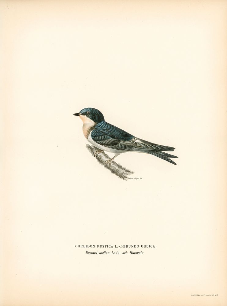 Hybrid between common house-martin and barn swallow (Chelidon rustica L.xHirundo urbica) illustrated by the von Wright…