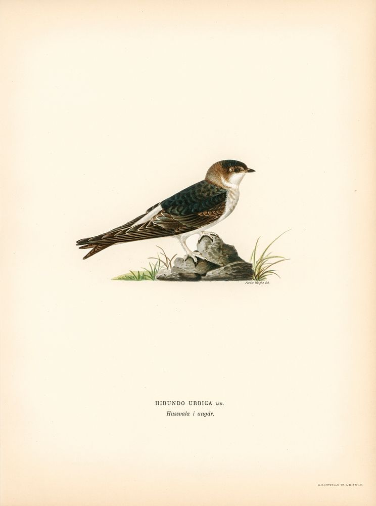Young common house-martin (Hirundo urbica) illustrated by the von Wright brothers. Digitally enhanced from our own 1929…