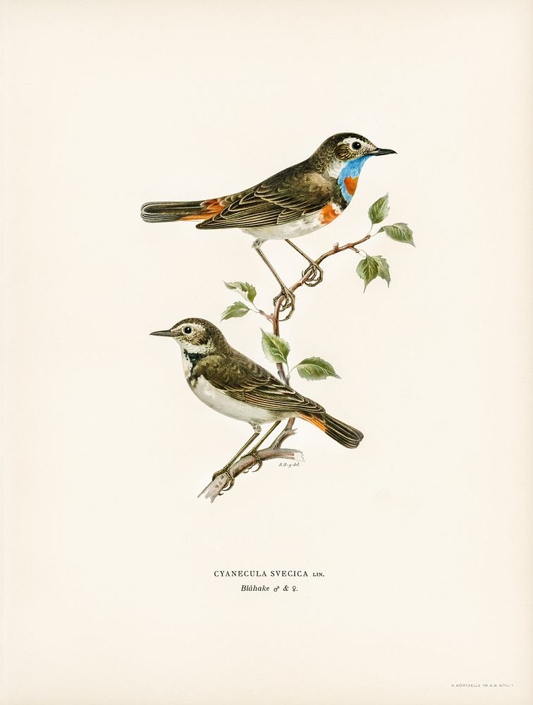 Bluethroat (Cyanecula svecica) illustrated by the von Wright brothers. Digitally enhanced from our own 1929 folio version of…