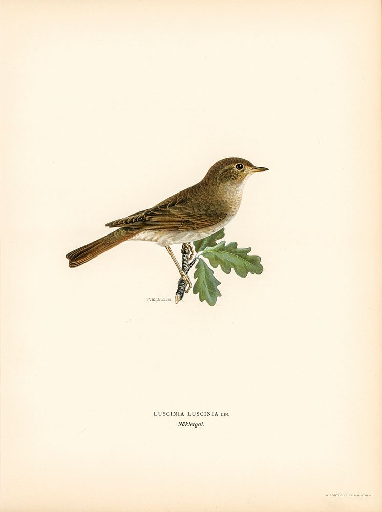 Thrush Nightingale (Luscinia luscinia) illustrated by the von Wright brothers. Digitally enhanced from our own 1929 folio…