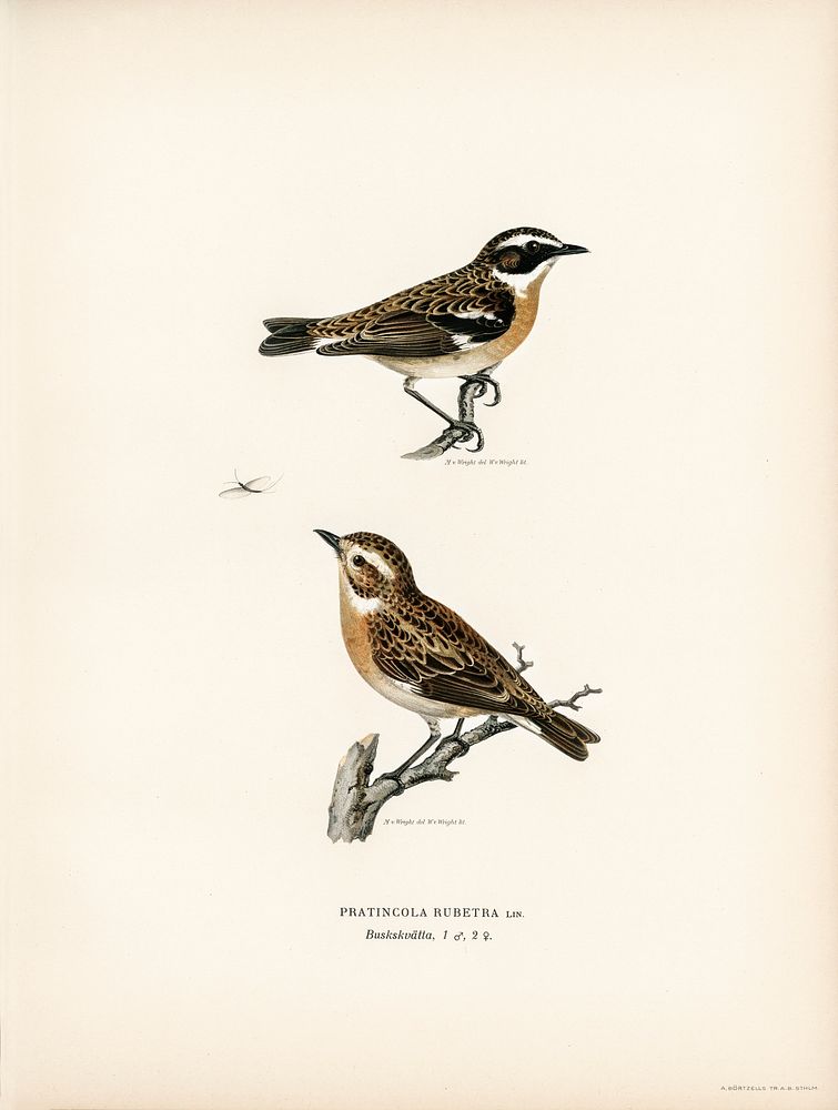 Whinchat 1♀ 2♂ (Pratincola rubetra) illustrated by the von Wright brothers. Digitally enhanced from our own 1929 folio…