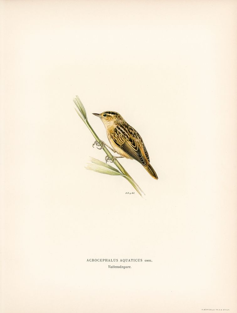Aquatic warbler (Acrocephalus aquaticus) illustrated by the von Wright brothers. Digitally enhanced from our own 1929 folio…