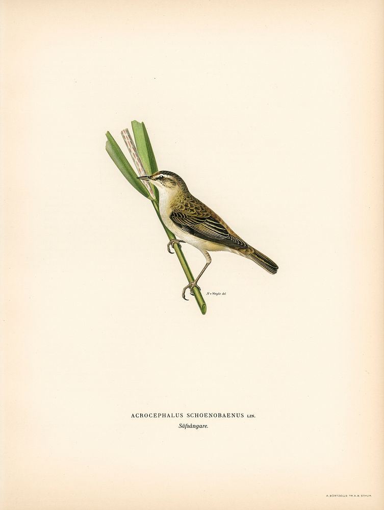Sedge warbler (Acrocephalus schoenobaenus) illustrated by the von Wright brothers. Digitally enhanced from our own 1929…