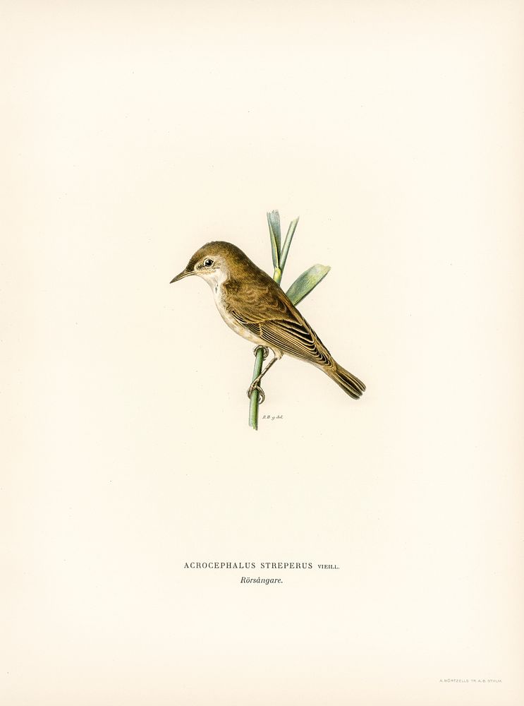 Red warbler (Acrocephalus streperus) illustrated by the von Wright brothers. Digitally enhanced from our own 1929 folio…