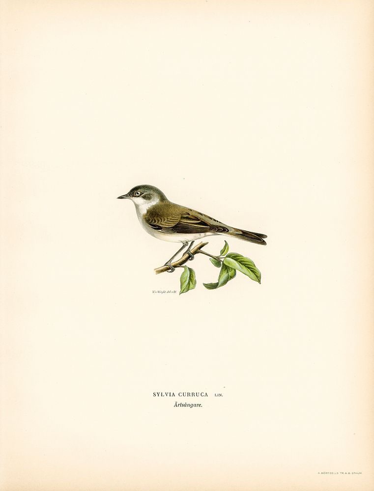 Sylvia curruca (Lesser whitethroat) illustrated by the von Wright brothers. Digitally enhanced from our own 1929 folio…