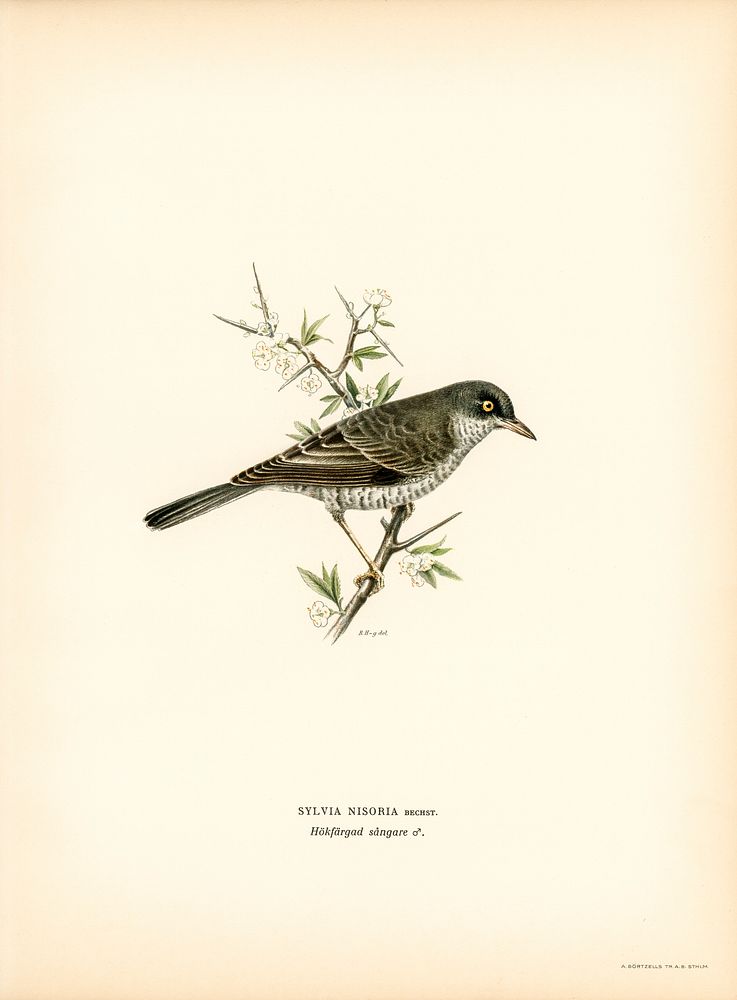 Barred warbler ♂ (Sylvia nisoria) illustrated by the von Wright brothers. Digitally enhanced from our own 1929 folio version…