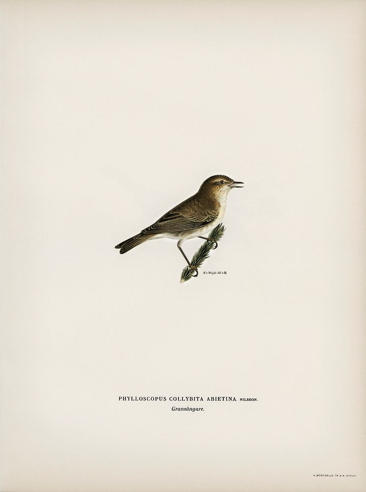Common chiffchaff (Phylloscopus collybita) illustrated by the von Wright brothers. Digitally enhanced from our own 1929…