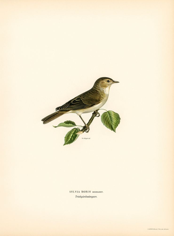 Garden warbler (Sylvia borin) illustrated by the von Wright brothers. Digitally enhanced from our own 1929 folio version of…