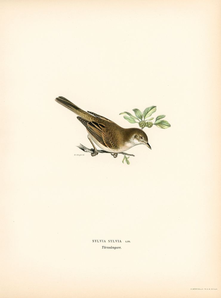 Common whitethroat (Sylvia communis) illustrated by the von Wright brothers. Digitally enhanced from our own 1929 folio…