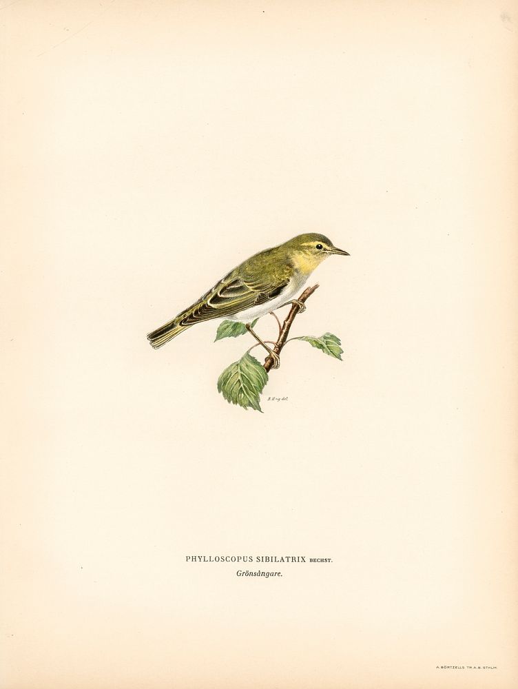 Wood Warbler (Phylloscopus sibilatrix) illustrated by the von Wright brothers. Digitally enhanced from our own 1929 folio…