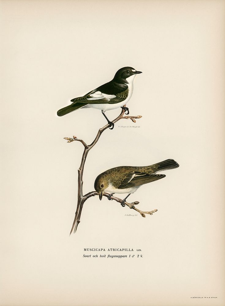 Pied Flycatcher (Muscicapa atricapilla) illustrated | Free Photo ...