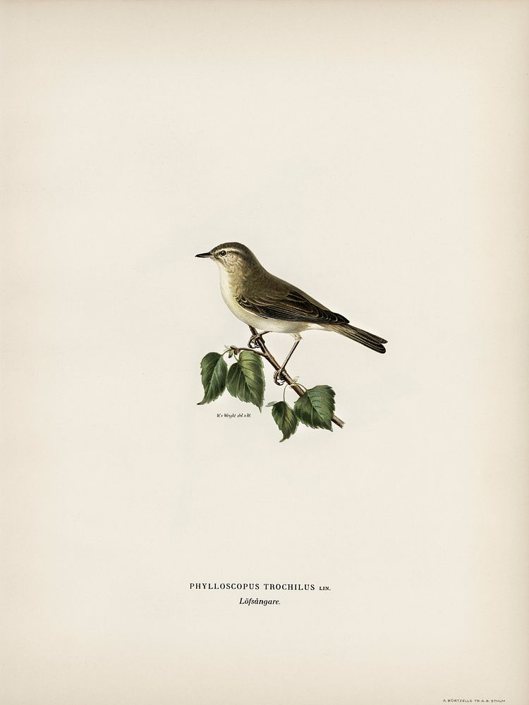 Willow Warbler (Phylloscopus trochilus) illustrated by the von Wright brothers. Digitally enhanced from our own 1929 folio…