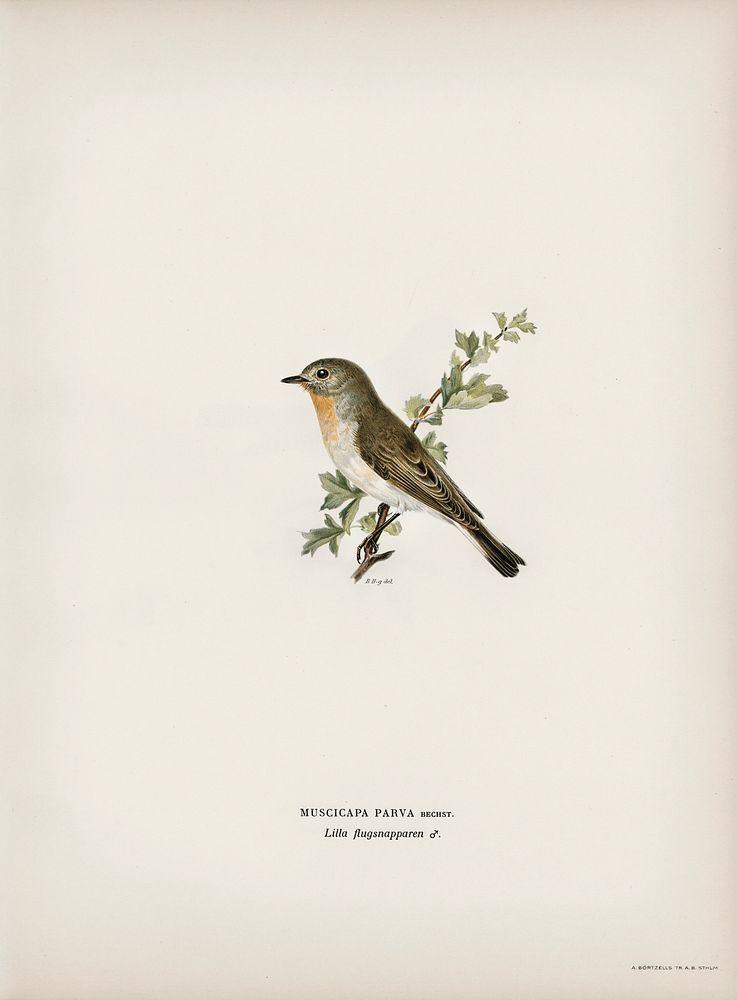 Red-breasted flycatcher ♂ (Ficedula parva) illustrated by the von Wright brothers. Digitally enhanced from our own 1929…