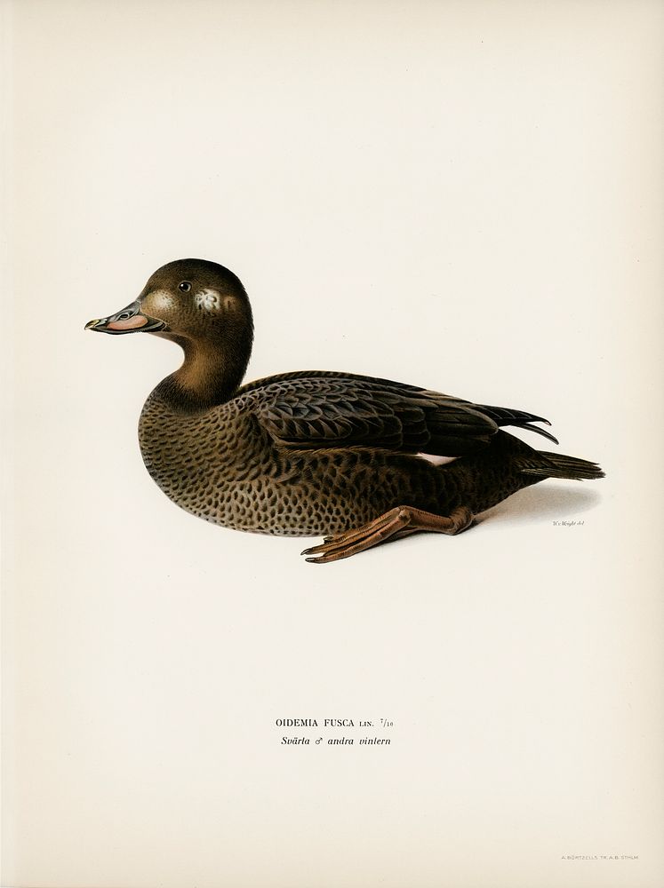 Velvet Scoter male (Oidemia fusca) illustrated by the von Wright brothers. Digitally enhanced from our own 1929 folio…