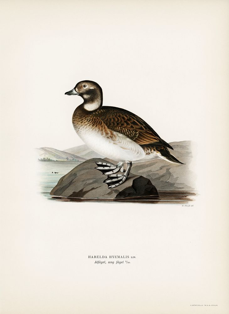 Long-tailed Duck (Harelda hyemalis) illustrated by the von Wright brothers. Digitally enhanced from our own 1929 folio…