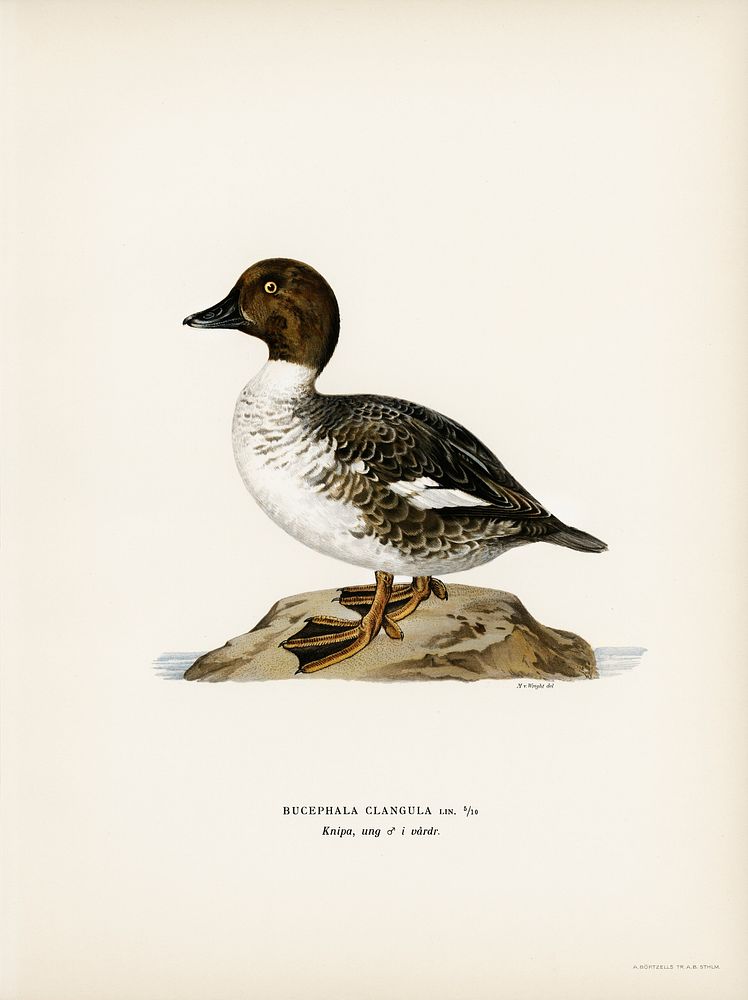 Goldeneye male (Bucephala clangula) illustrated by the von Wright brothers. Digitally enhanced from our own 1929 folio…