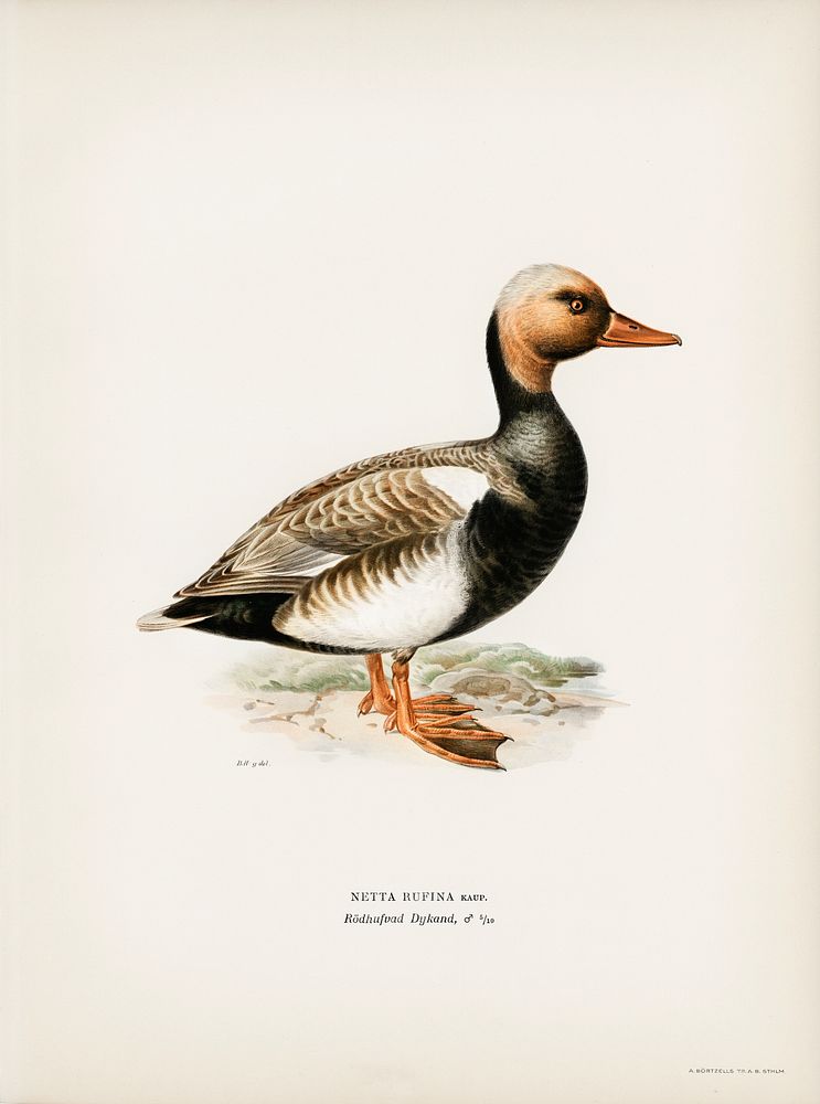 Red-crested Pochard (Netta rufina) illustrated by the von Wright brothers. Digitally enhanced from our own 1929 folio…