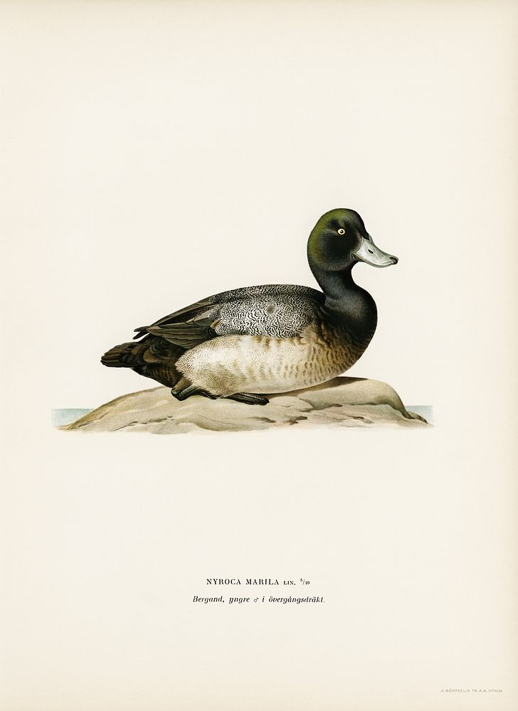 Greater Scaup, Scaup female (Nyroca marila) illustrated by the von Wright brothers. Digitally enhanced from our own 1929…