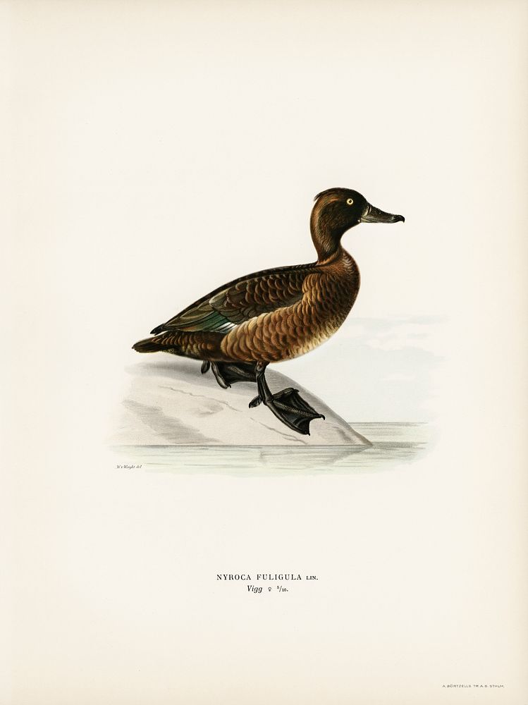 Ferruginous duck female (Nyroca fuligule) illustrated by the von Wright brothers. Digitally enhanced from our own 1929 folio…
