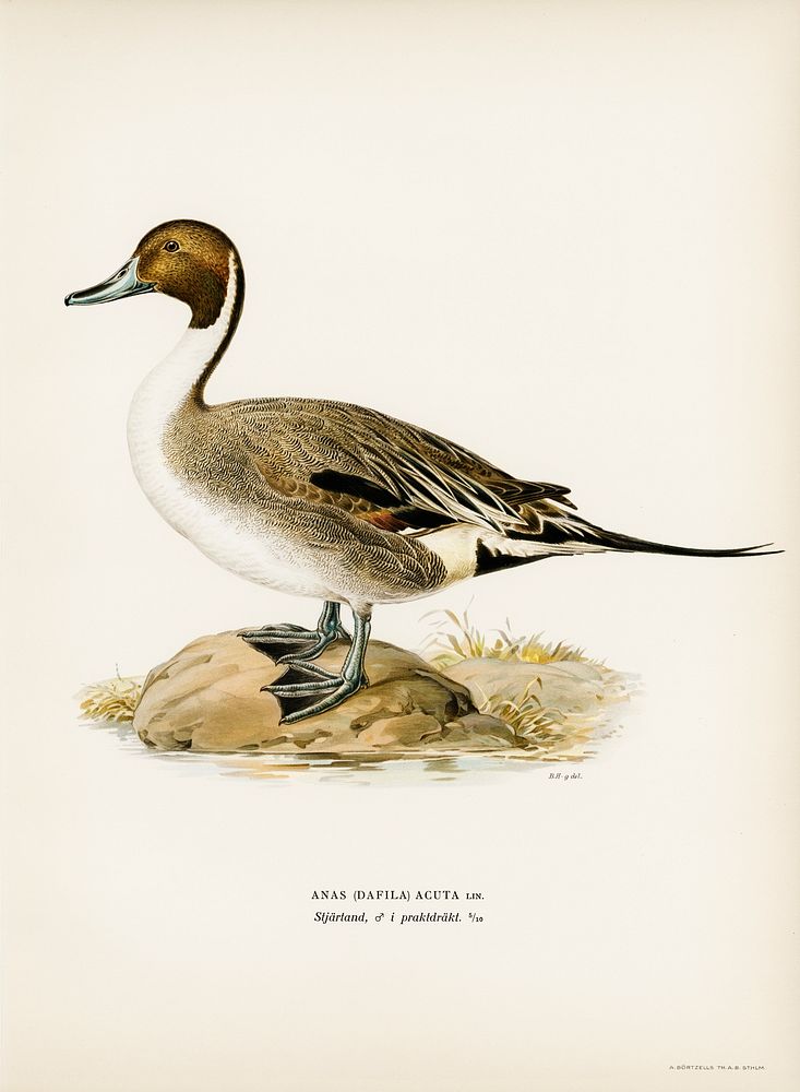 Northern Pintail (Anas(dafila) acuta) illustrated by the von Wright brothers. Digitally enhanced from our own 1929 folio…