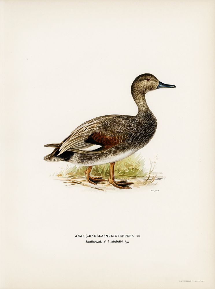 Gadwall (Anas (Chauelasmus) Strepera) illustrated by the von Wright brothers. Digitally enhanced from our own 1929 folio…