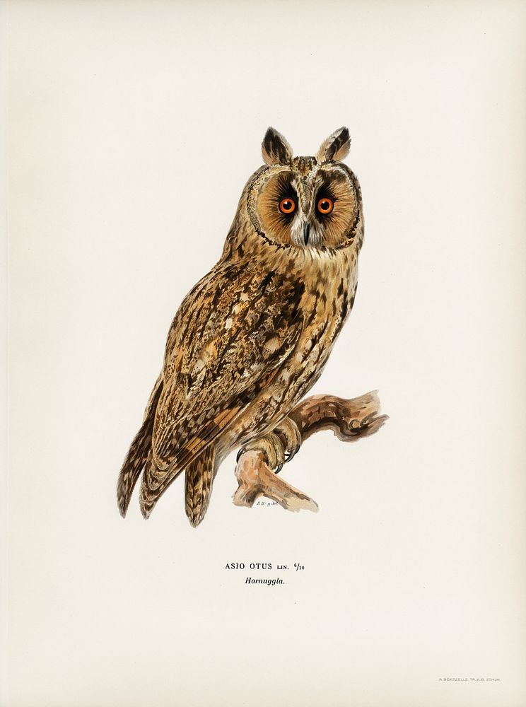 Asio otus owl illustrated by the von Wright brothers. Digitally enhanced from our own 1929 folio version of Svenska…