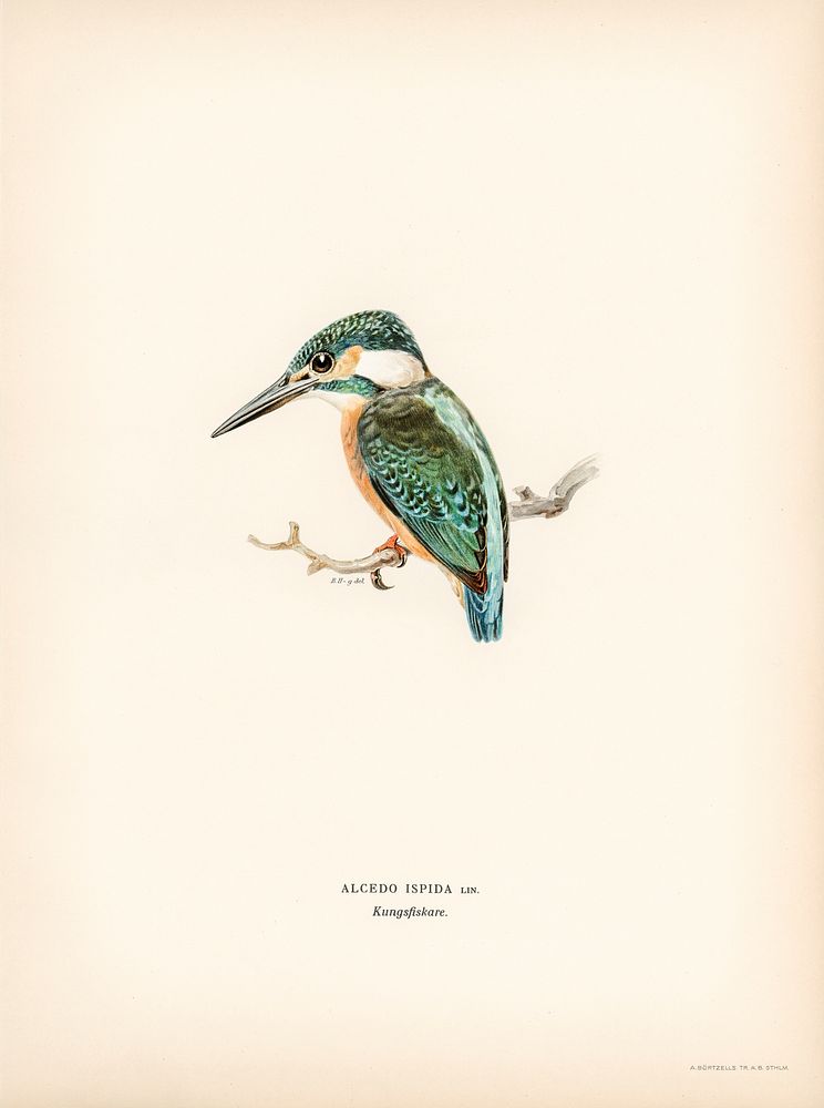Alcedo ispida illustrated by the von Wright brothers. Digitally enhanced from our own 1929 folio version of Svenska…