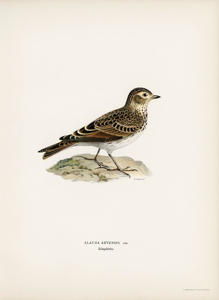 Eurasian skylark (Alauda arvensis) illustrated by the von Wright brothers. Digitally enhanced from our own 1929 folio…