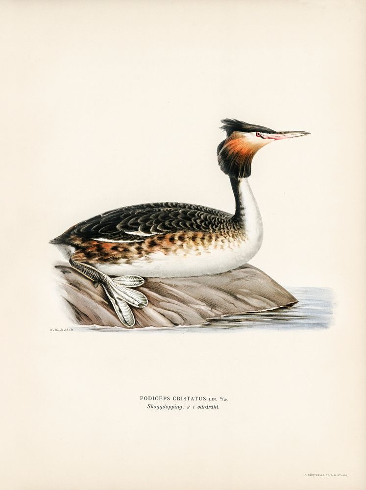 Podiceps cristatus illustrated by the von Wright brothers. Digitally enhanced from our own 1929 folio version of Svenska…